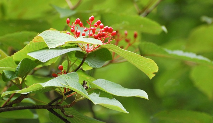 ５月の新緑の季節には美しい純白の花々の姿が見られたオオカメノキにも、秋の赤い実が見られる季節となりました(２０１８年８月７日・立秋）。