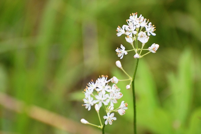 湿原内では、秋の名花・イワショウブも見られる季節となりました。(２０１８年８月７日・立秋）