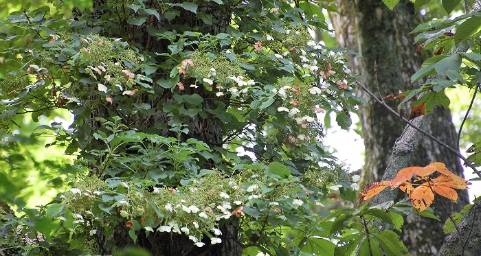 ノリウツギが巨大なブナの木に絡みつき、夏の花々の姿を魅せる原生林内の夏の光景ですが、ノリウツギの花々も可憐で、とても綺麗です(２０１８年８月１４日・お盆）。
