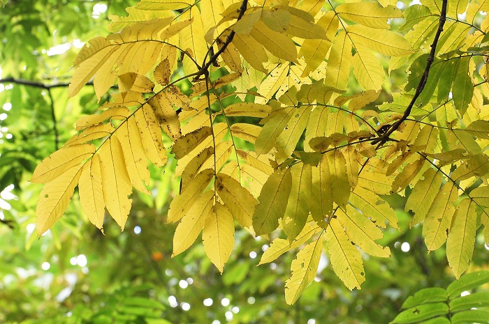まだまだ緑の葉が多い中で、サワグルミの葉の黄色は原生林の中でよく目立ちます(２０１８年８月１４日・お盆）。