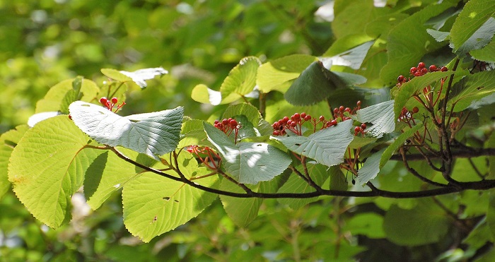 赤い秋の実をつけるオオカメノキ。その枝ぶりは美しく、春の純白の花々の季節とともに、原生林内を美しく染める姿にはいつ見ても心洗われるものがあります(２０１８年８月１４日・お盆）。