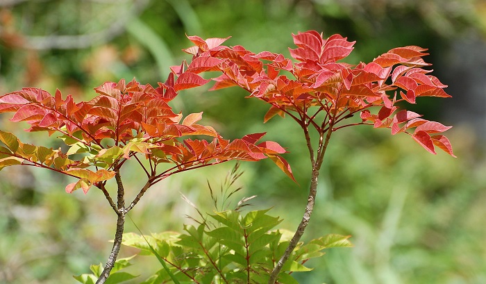 ヤマウルシも早いものはもう赤く染まっております。通常ですと９月初旬頃には、山漆が赤く染まってゆきます。毎年、山漆の紅葉から次々と秋の紅葉は深まってゆきますね（２０１８年８月１９日）。
