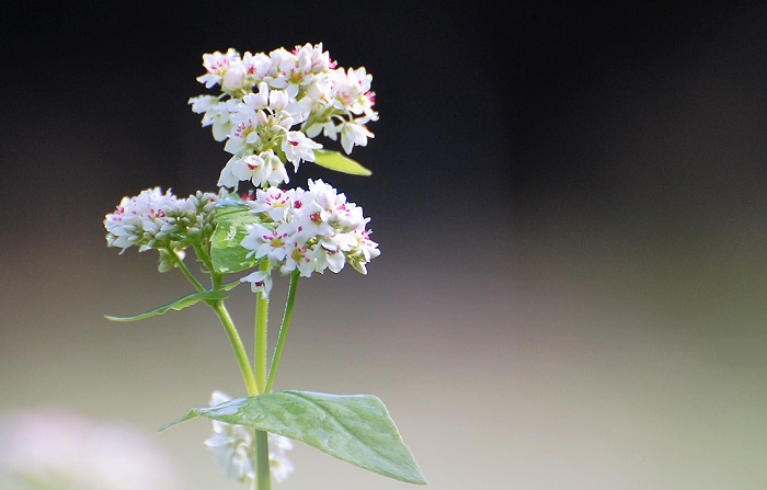 只今蕎麦の花が満開です。いつ見ても蕎麦の花々の美しさには驚きと感動を覚えます（２０１８年８月１９日）。