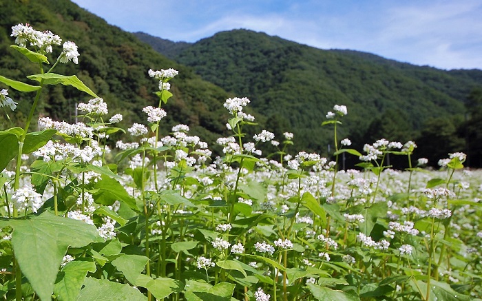 朝日を浴びて朝露に光り輝く蕎麦の花。友人のカメラマンの人に蕎麦の花の美しさについて聞いてはおりましたが、自分でカメラで撮影してみて、改めて蕎麦の花の美しさに驚いております。本当に美しく綺麗です。