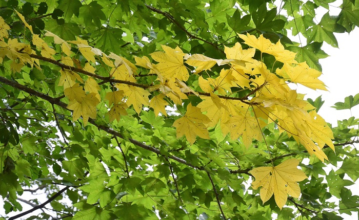 カエデ類も早いものは秋の黄色に染まり始めました（小沢平ブナ樹海ライン・２０１８年８月２５日・お昼頃）。