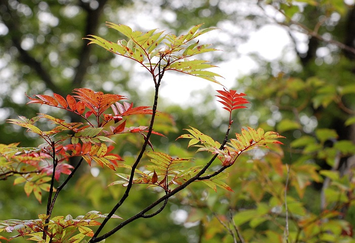 ブナの原生林の中で、緑から、紅葉の色へと移り変わるナナカマド。ナナカマドの紅葉も秋の紅葉の中では綺麗な紅葉の銘木ですね。葉の枝ぶりがとても綺麗です。