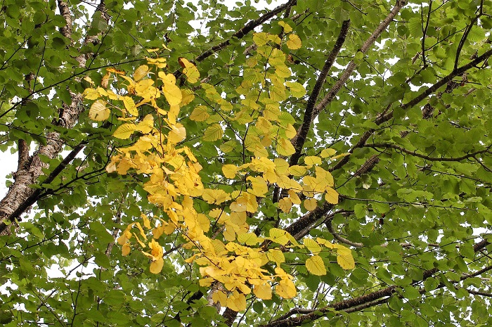 黄色に染まるダケカンバの紅葉はブナの原生林や、針葉樹林帯の中でもひときわ目立ち、原生林の紅葉の雰囲気が感じられます。
