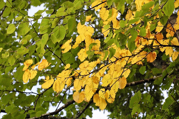 秋の紅葉へと移り変わる、ダケカンバの紅葉の光景です。