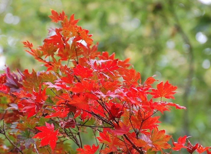 昨年はモミジの紅葉も今一つパッとしない年でしたが、今年の紅葉ではいつもどうりの、つやのある中にも光り輝く、素晴らしい美しいモミジの紅葉の姿が見られることを期待したいと思います（２０１８年９月２０日・標高約１３５０ｍ地点）。