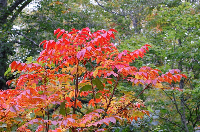 ヤマウルシの目にも鮮やかな紅葉の姿です。山漆がこれだけの紅葉になってくれば、原生林の紅葉も一気に進みます（２０１８年９月２０日・標高約１３５０ｍ地点）。