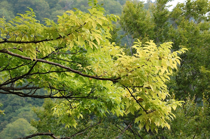 山菜のコシアブラで有名な芋の木の紅葉も黄色でとても鮮やかな紅葉です。黄色に色が変わり始めました（２０１８年９月２０日・標高約１２００ｍ地点）。