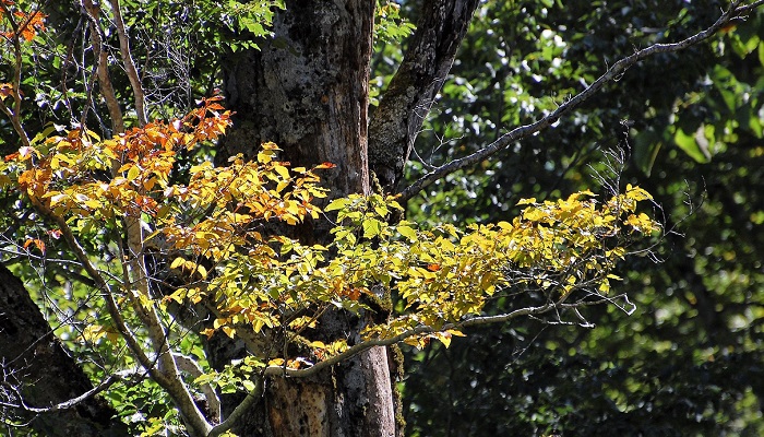 この画像は、ブナ木の葉が紅葉の黄色へと変わり始めた画像です。ブナの木の葉はとても薄く、太陽の光を浴びたブナの木の葉は新緑でも紅葉でも、息をのむほど綺麗で美しいものです（２０１８年９月１９日・標高約１３５０ｍ地点）。
