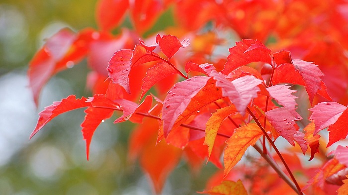 ヤマウルシがブナの原生林内で真っ赤に色づく姿は、秋の紅葉へと移り変わる原生林内でひときわ美しさが際立ちます（２０１８年９月２６日・尾瀬ブナ平にて）。
