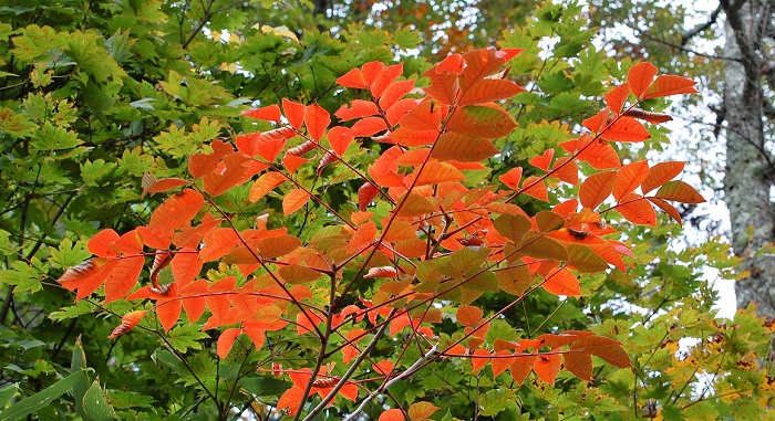 太陽の光を浴びて光り輝くヤマウルシ。漆かぶれなどの毒性もありますが、赤やオレンジ色の紅葉の美しさでは際立っております（２０１８年９月２６日・小沢平ブナ樹海ラインにて）。