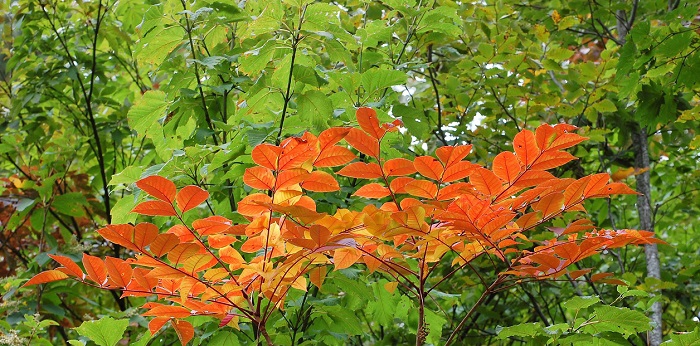 紅葉がはずれで、原生林が美しい紅葉の姿にならない年でも、この漆だけは真っ赤に紅葉し秋の紅葉が楽しめる貴重な樹木です(漆かぶれなどの毒性にだけはご注意ください。２０１８年９月２６日・小沢平ブナ樹海ラインにて）。