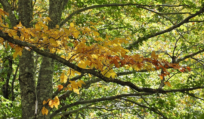 日中の太陽の光を浴びて光り輝く、ブナの木とブナの原生林の様子です（２０１８年９月２６日・小沢平ブナ樹海ラインにて）。