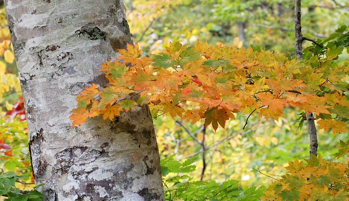 巨大なブナの木の脇でさりげなく美しい紅葉の姿を魅せるモミジの紅葉。秋のブナの原生林ならではの光景です(標高約１４００ｍ地点・２０１８年１０月１日）。