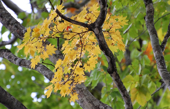 ブナの原生林内で見るブナの木の枝と黄色に染まるモミジの姿です。尾瀬国立公園の美しい紅葉も、１０月半ば頃までは鮮やかな紅葉が見られることと思います。１０月末でもブナの木の葉などは落葉いたしますが、モミジは葉が残り、赤や黄色の紅葉が見られます。