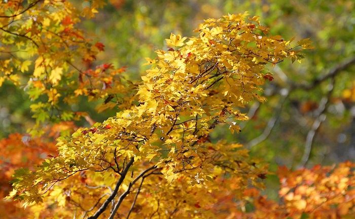 朝日を浴びて光り輝く黄色に染まるモミジの紅葉の姿。この日、空気が乾いた秋晴れの早朝の時間帯で見るモミジは本当に美しく綺麗でした。（標高約１４００ｍ地点・２０１８年１０月２日）。