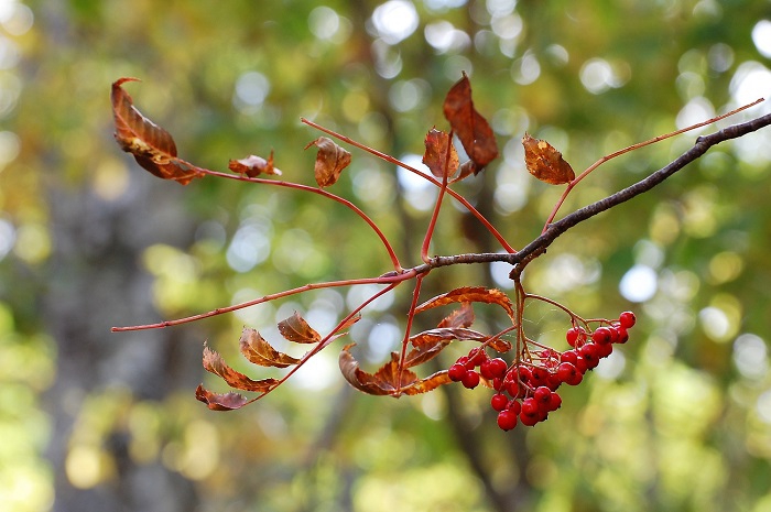 紅葉が終わったナナカマドの葉と真っ赤なナナカマドの秋の実が原生林内の多くの場所で見られます（標高約１４００ｍ地点・２０１８年１０月２日）。