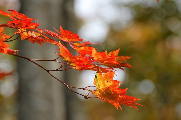 朝日を浴びて光り輝く黄色や赤に染まるモミジの紅葉の姿。この日、空気が乾いた秋晴れの早朝の時間帯で見るモミジは本当に美しく綺麗でした。今年は昨年よりもモミジの紅葉は綺麗で鮮やかです（標高約１４００ｍ地点・２０１８年１０月２日）。