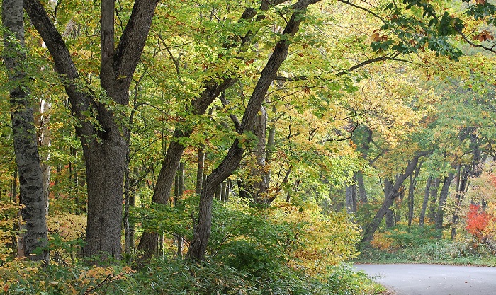 紅葉の最盛期を迎える尾瀬国立公園。尾瀬ブナ平・ブナ樹海ラインの原生林の様子です(標高約１４５０ｍ地点・２０１８年１０月４日）。