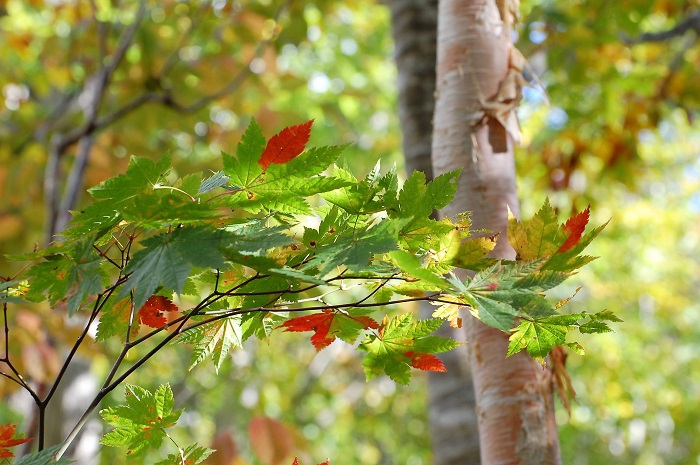 春から夏の緑の葉から、真っ赤な紅葉の葉へと変わり始めるモミジの葉の早朝の様子です。(標高約１４００ｍ地点・２０１８年１０月２日）