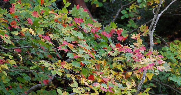 春から夏の美しい緑の葉から、鮮やかで真っ赤な紅葉の葉へと変わり始めるモミジの葉の早朝の様子です。黄色の色も見えますね(標高約１４００ｍ地点・２０１８年１０月２日）。