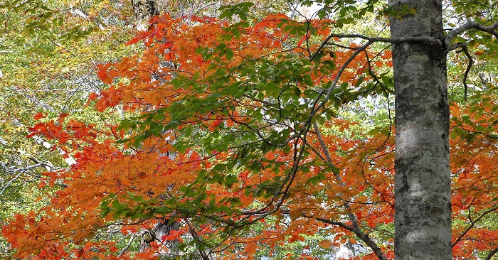 巨大なブナの木とオレンジ色に染まるモミジが鮮やかな秋のブナの原生林ならではの大自然の様子です（標高約１３５０ｍ地点・２０１８年１０月２日）。