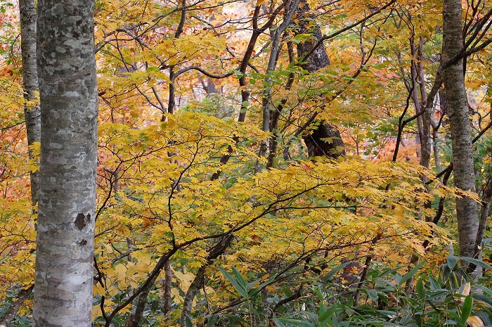 ブナの原生林の中で黄色に染まるモミジの姿が広がる光景は、日ごとに鮮やかさを増しております。画像は２０１８年１０月４日・尾瀬ブナ平/ブナ樹海ラインにて撮影した画像ですが、10月7日の朝訪れた際には、一段と鮮やかに美しく紅葉が進んでおりました。