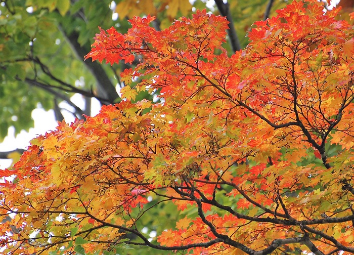 多くの原生林の中でも、モミジの枝ぶりは本当に綺麗ですね。ブナの原生林の中でひときわ鮮やかな、つやのあるオレンジ色や黄色に染まるモミジの姿には、深まる秋の中で大自然と樹木のかけがえのない素晴らしさを感じます。