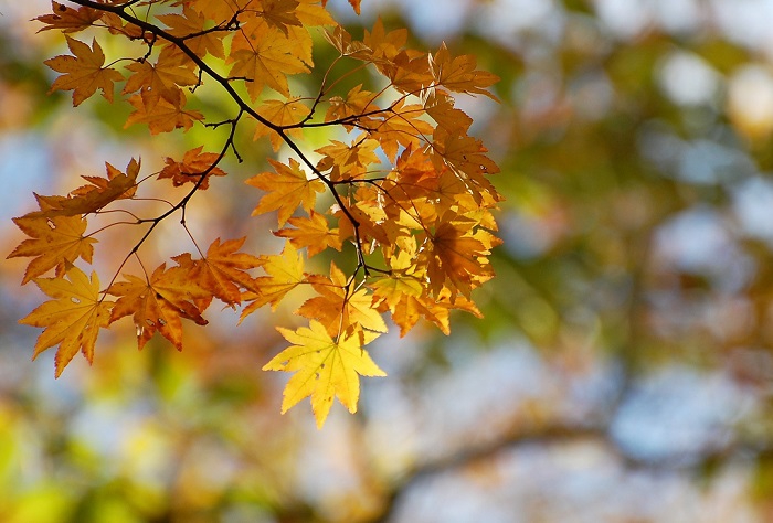 朝日を浴びて光り輝く、黄色に紅葉したモミジの姿です(２０１８年１０月２日・尾瀬ブナ平/ブナ樹海ラインにて）。