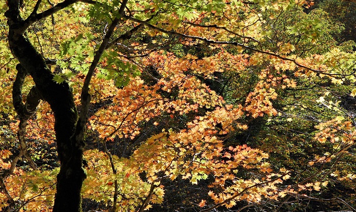 画像は２０１７年１０月１７日、金銭橋の下流約２㎞地点の国道３５２号線、只見川渓谷沿いの、美しいモミジの紅葉の画像です。
