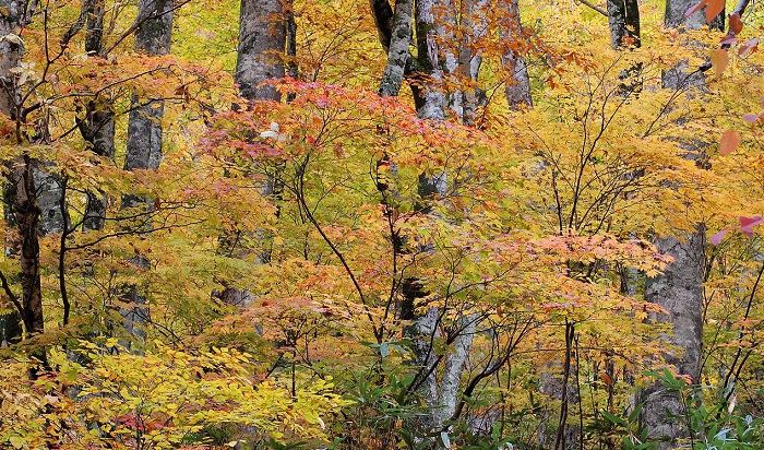 尾瀬国立公園ブナ坂の沢沿いでの原生林の紅葉の様子です。ブナの原生林のまさに黄金に光り輝くような鮮やかな紅葉が最高に綺麗で、心洗われるものがありました（標高約１２００ｍ地点・２０１８年１０月２４日）。