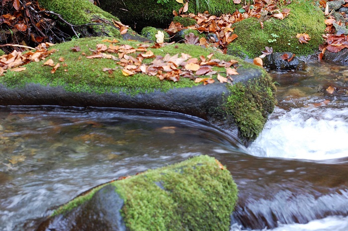 原生林内の沢の水は、四季折々にいつ見ても本当に清らかで綺麗です。多くの落ち葉の中で見る清らかな水も一段と美しく見えて季節を感じます（標高約１２００ｍ地点・２０１８年１０月２４日）。 