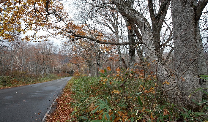 １０月２４日(水）現在、尾瀬ブナ平の上部では原生林の葉はほぼ落ちて、紅葉の終わりを告げているようでした。ナナカマドの赤い実だけが良く目立ちます（標高約１４００ｍ地点）。