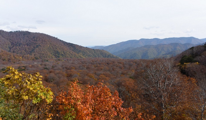 尾瀬御池登山口から尾瀬沼山峠間の道路沿いから見る、雄大な尾瀬ブナ平の紅葉の様子です。まだ原生林に葉が残ってますね（２０１８年１０月１６日）。