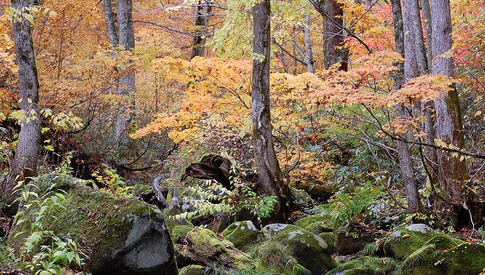藻の生えた巨石が美しい原生林の沢沿いでは、まさに大自然の紅葉の景観が見られました。この画像の中には標高の高さが低いので、巨大なネズコ(檜の一種）やトウヒなどの針葉樹林は見られませんが、面積の９９％が山林という、深山霊峰の最奥の地・檜枝岐村ならではの深山の沢の光景です（標高約１２００ｍ地点・２０１８年１０月２４日）。