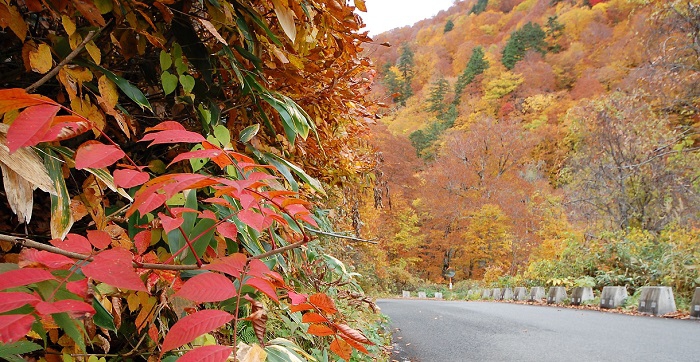 この日、１０月２４日現在では標高約１２００ｍ～１３００ｍ地点当たりの紅葉が最高に美しく見られました（ブナ坂の国道沿いから、会津駒ケ岳の尾根につながる山々を望む）。