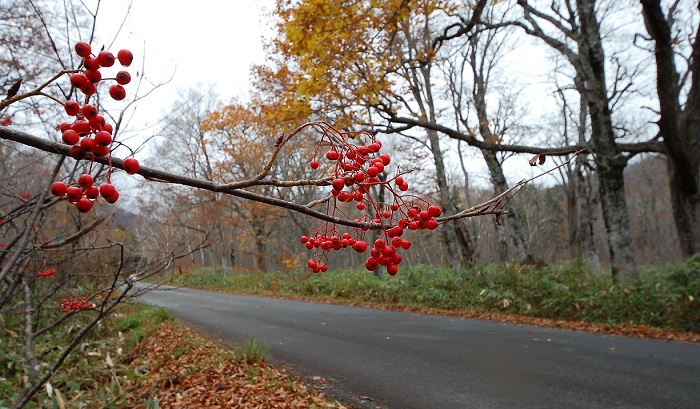 ２０１８年・１０月２４日、尾瀬ブナ平上部ではほぼ落葉しナナカマドの赤い実が綺麗に晩秋の姿を魅せておりました(標高約１４００ｍ地点）。