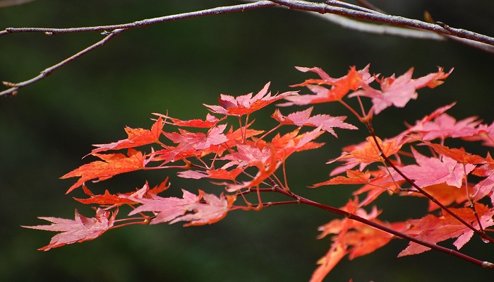 落葉と晩秋の季節を迎えていた尾瀬沼で見られたモミジは本当に綺麗でした（２０１８年１０月１６日）。