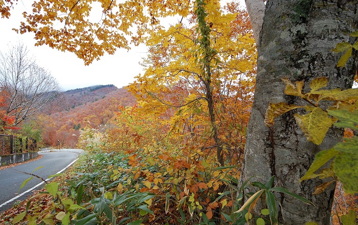 尾瀬ブナ平最下部よりブナ坂方面を見ると、紅葉が最盛期を迎えているようでした。会津駒ケ岳方面の高い山では葉がほぼ落ちて落葉しているようです。