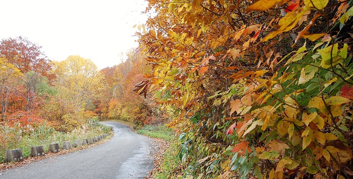 尾瀬ブナ坂の紅葉が最盛期を迎え、本当に鮮やかな光景が見られました（２０１８年１０月２４日・標高約１２５０ｍ地点）。