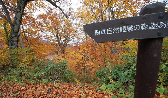 尾瀬ブナ平最下部にある尾瀬自然観察の森遊歩道看板よりブナ坂方面を見ると、紅葉が最盛期を迎えているようでした。