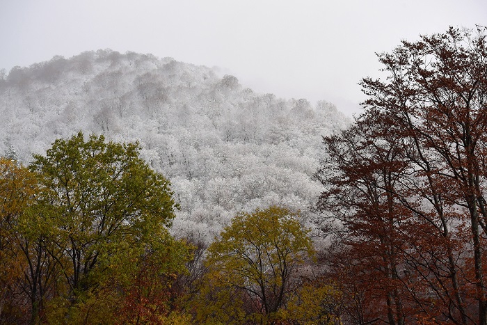 まだこれから紅葉へと向かう原生林の奥に霧氷の雪景色に覆われた山々を望む（尾瀬ブナ坂・２０１８年１１月１日）。