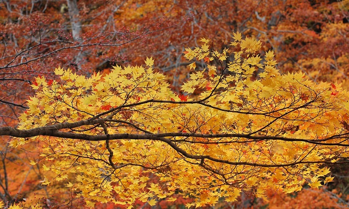 檜枝岐村・下畑地区の川沿いに広がる紅葉の姿です。。今年も本当に鮮やかなモミジの紅葉が見られました（２０１８年１０月２９日）。