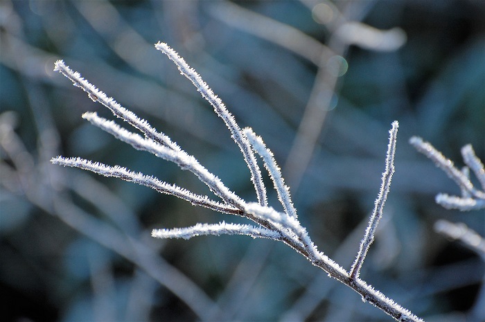 普段見る何気ない木の枝も霧氷に染まると、ご覧の通り美しく化粧したように光り輝く姿に変わります（標高約１５００ｍ・２０１８年１１月１６日・尾瀬御池登山口にて）。