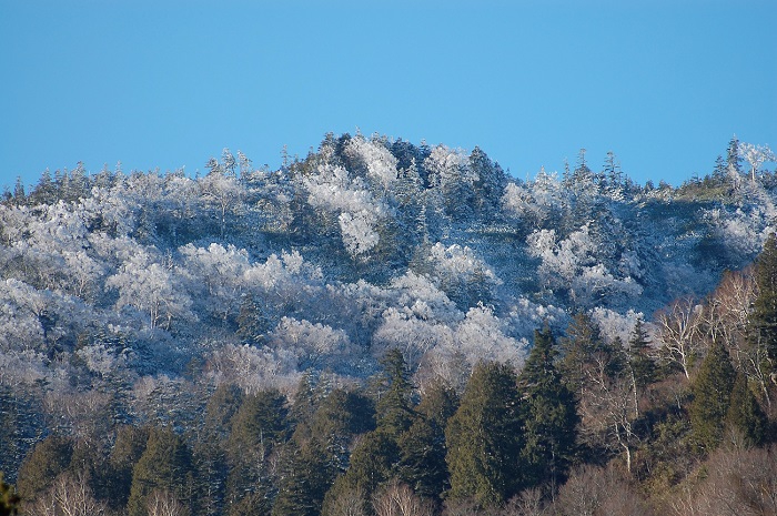 尾瀬ブナ平より燧ケ岳の熊沢田代下の原生林の霧氷の光景を望む（２０１８年１１月１６日）。