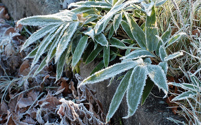 氷点下の気温と大霜により笹の葉も初冬の光景に変わってゆきます（標高約１５００ｍ・２０１８年１１月１６日・尾瀬御池登山口にて）。