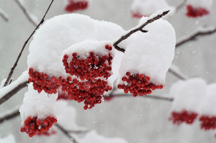 初冬の積雪で雪化粧するナナカマド（２０１８年１１月２３日・檜枝岐村ミニ尾瀬公園にて）。